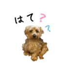 ヨーキーの日常会話（個別スタンプ：19）