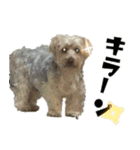 ヨーキーの日常会話（個別スタンプ：20）