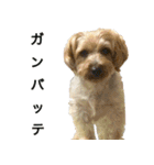 ヨーキーの日常会話（個別スタンプ：21）