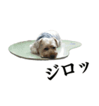 ヨーキーの日常会話（個別スタンプ：29）