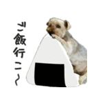 ヨーキーの日常会話（個別スタンプ：30）