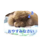 プードルしまくん（個別スタンプ：4）