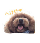 プードルしまくん（個別スタンプ：5）