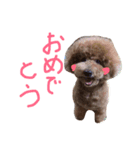 プードルしまくん（個別スタンプ：7）