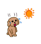 Moachi the poodle（個別スタンプ：30）