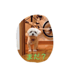 マルチーズのけんしろう君（個別スタンプ：6）
