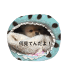 ポメラニアン ずぅず（個別スタンプ：26）