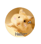 We are hamsters！（個別スタンプ：1）