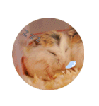 We are hamsters！（個別スタンプ：3）