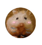 We are hamsters！（個別スタンプ：5）