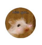 We are hamsters！（個別スタンプ：6）
