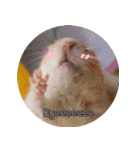 We are hamsters！（個別スタンプ：7）