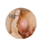 We are hamsters！（個別スタンプ：10）