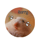 We are hamsters！（個別スタンプ：11）