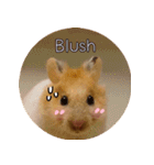 We are hamsters！（個別スタンプ：12）