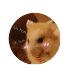 We are hamsters！（個別スタンプ：14）