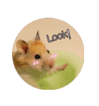 We are hamsters！（個別スタンプ：15）