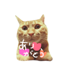 甘えん坊ネコ（個別スタンプ：5）