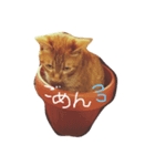 甘えん坊ネコ（個別スタンプ：6）