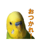 きっちゃんスタンプ（個別スタンプ：1）