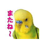きっちゃんスタンプ（個別スタンプ：2）