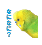 きっちゃんスタンプ（個別スタンプ：3）