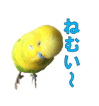 きっちゃんスタンプ（個別スタンプ：5）