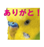 きっちゃんスタンプ（個別スタンプ：9）