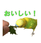 きっちゃんスタンプ（個別スタンプ：11）