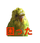 きっちゃんスタンプ（個別スタンプ：12）