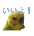 きっちゃんスタンプ（個別スタンプ：13）