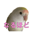 きっちゃんスタンプ（個別スタンプ：16）