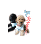 我が家のトイプーfuu＆kii（個別スタンプ：6）