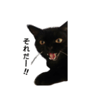黒猫  ジジくん（個別スタンプ：1）