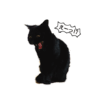黒猫  ジジくん（個別スタンプ：4）