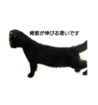 黒猫  ジジくん（個別スタンプ：5）