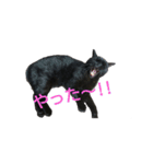 黒猫  ジジくん（個別スタンプ：8）