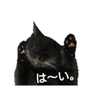 黒猫  ジジくん（個別スタンプ：11）