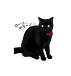 黒猫  ジジくん（個別スタンプ：13）