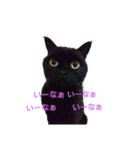 黒猫  ジジくん（個別スタンプ：17）