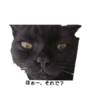 黒猫  ジジくん（個別スタンプ：19）