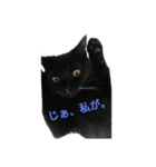 黒猫  ジジくん（個別スタンプ：20）