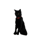 黒猫  ジジくん（個別スタンプ：21）