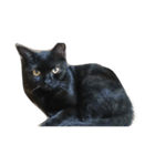 黒猫  ジジくん（個別スタンプ：22）