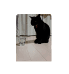 黒猫  ジジくん（個別スタンプ：24）