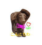 キャリコの日常（個別スタンプ：2）