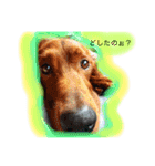 アイリッシュセター  ロビンのつぶやき（個別スタンプ：1）