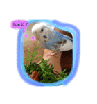 アイリッシュセター  ロビンのつぶやき（個別スタンプ：4）