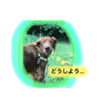 アイリッシュセター  ロビンのつぶやき（個別スタンプ：6）