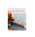 アイリッシュセター  ロビンのつぶやき（個別スタンプ：7）